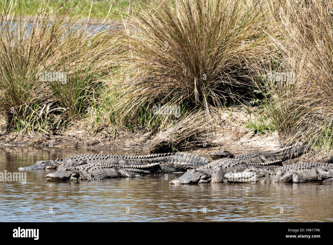 American alligators bask along the waters edge at the Donnelley
