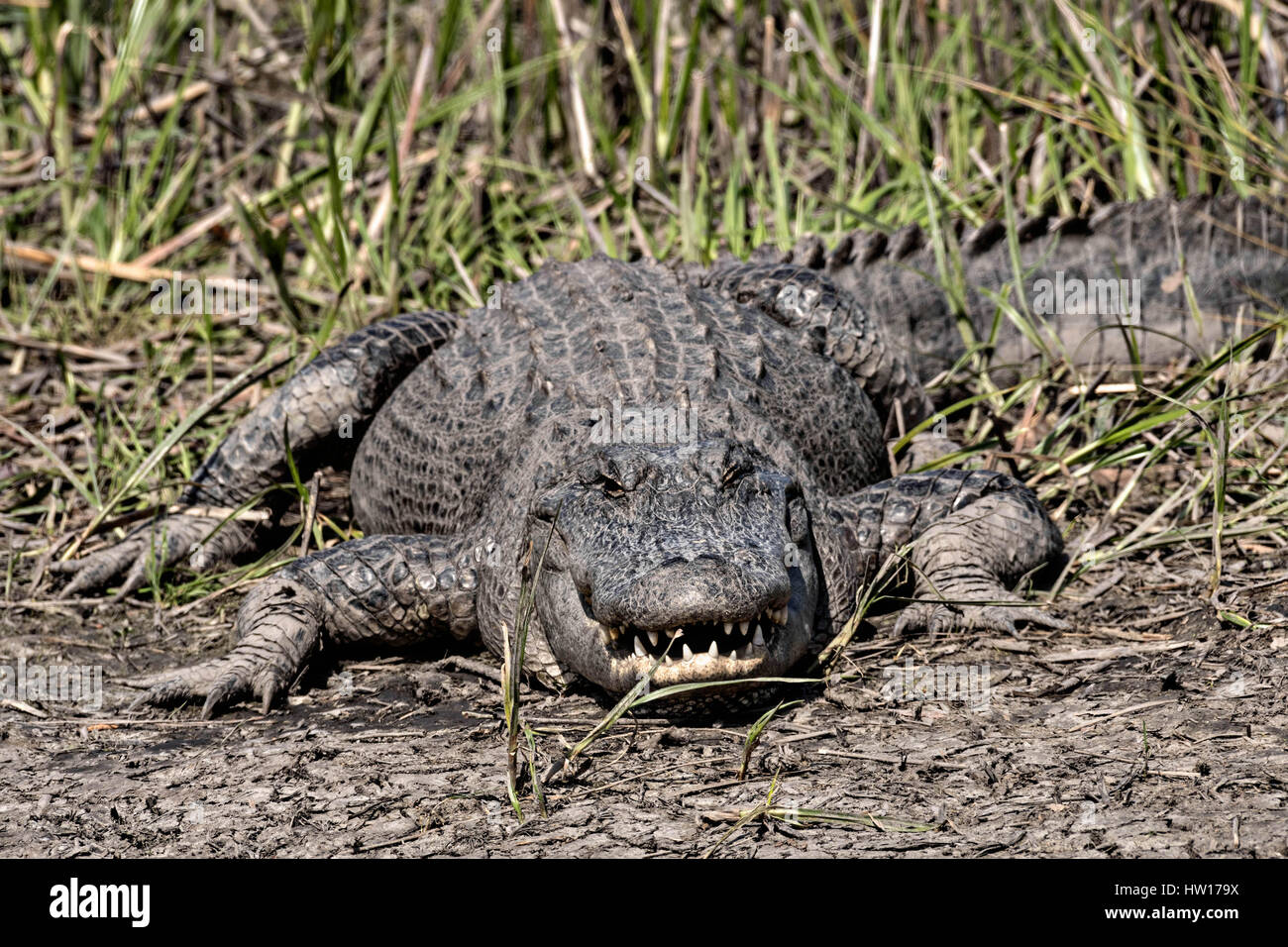 American Alligator Field Guide Poster: A Keystone Species of 