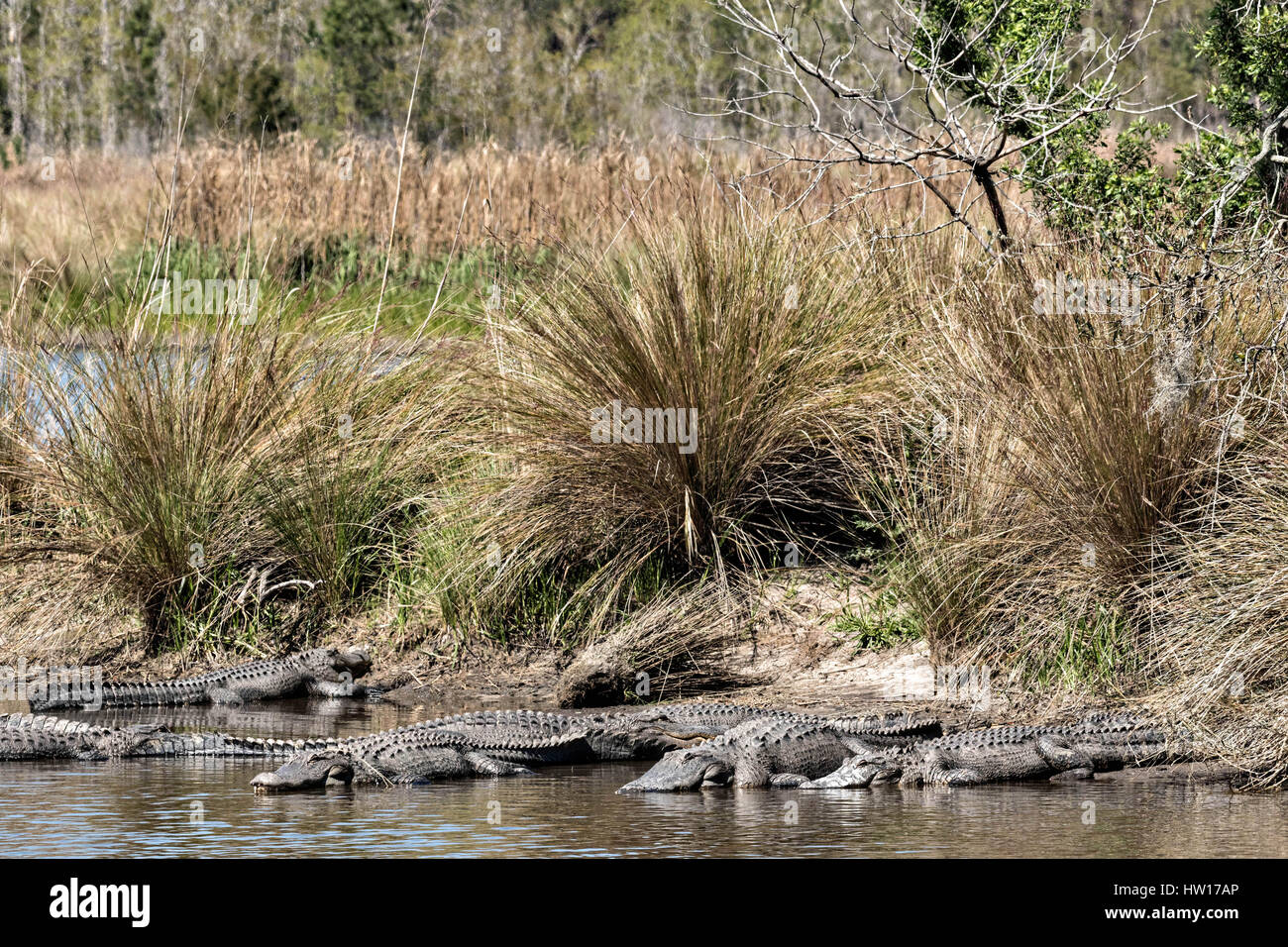 American alligators bask in shallow water at the Donnelley Wildlife