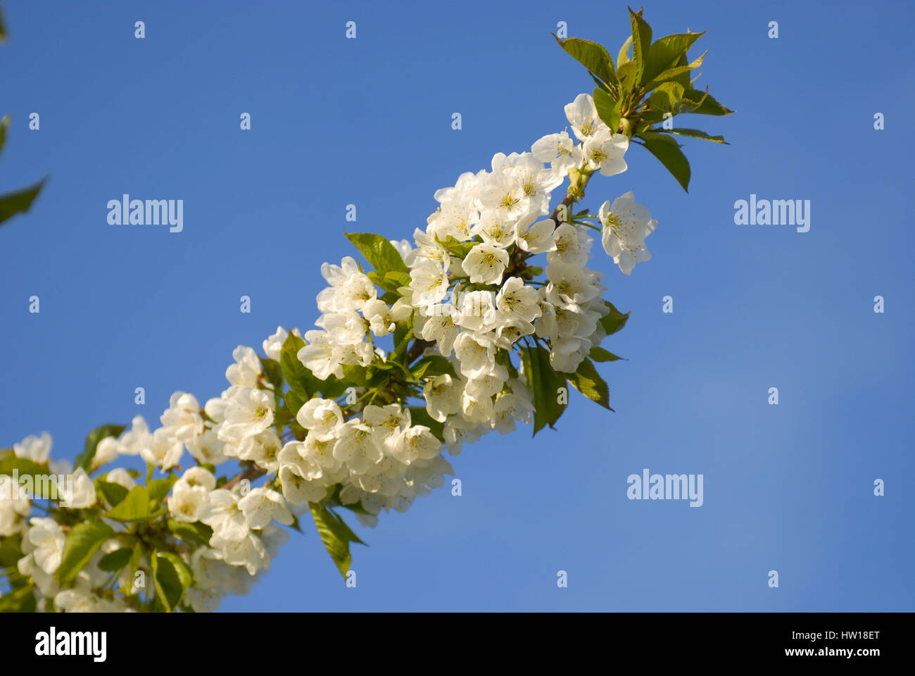 Cherry flowers, Kirschbl¸ten Stock Photo