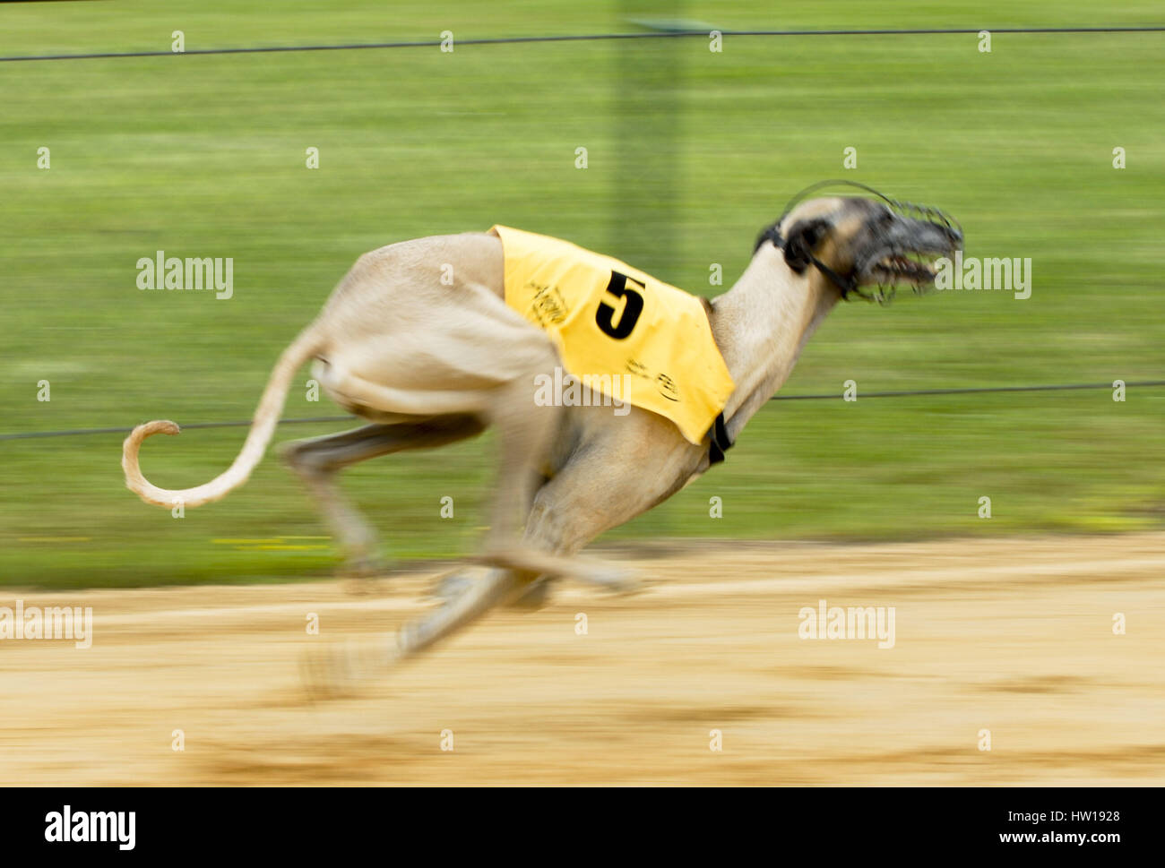 Greyhound runnings, Windhundrennen Stock Photo