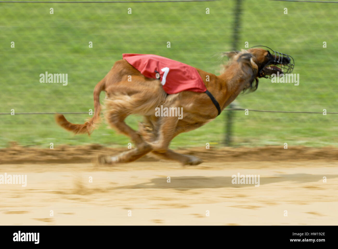 Greyhound runnings, Windhundrennen Stock Photo
