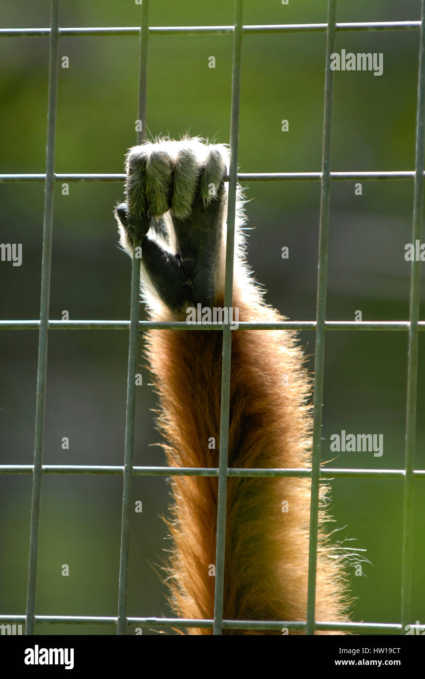 Animals behind grids, Tiere hinter Gittern Stock Photo