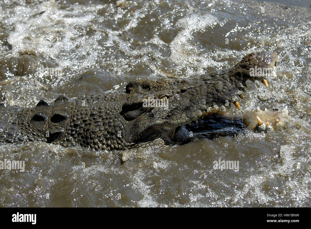 Crocodile, Krokodil Stock Photo
