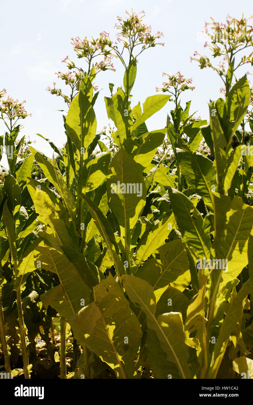 Tabakpflanze hires stock photography and images Alamy