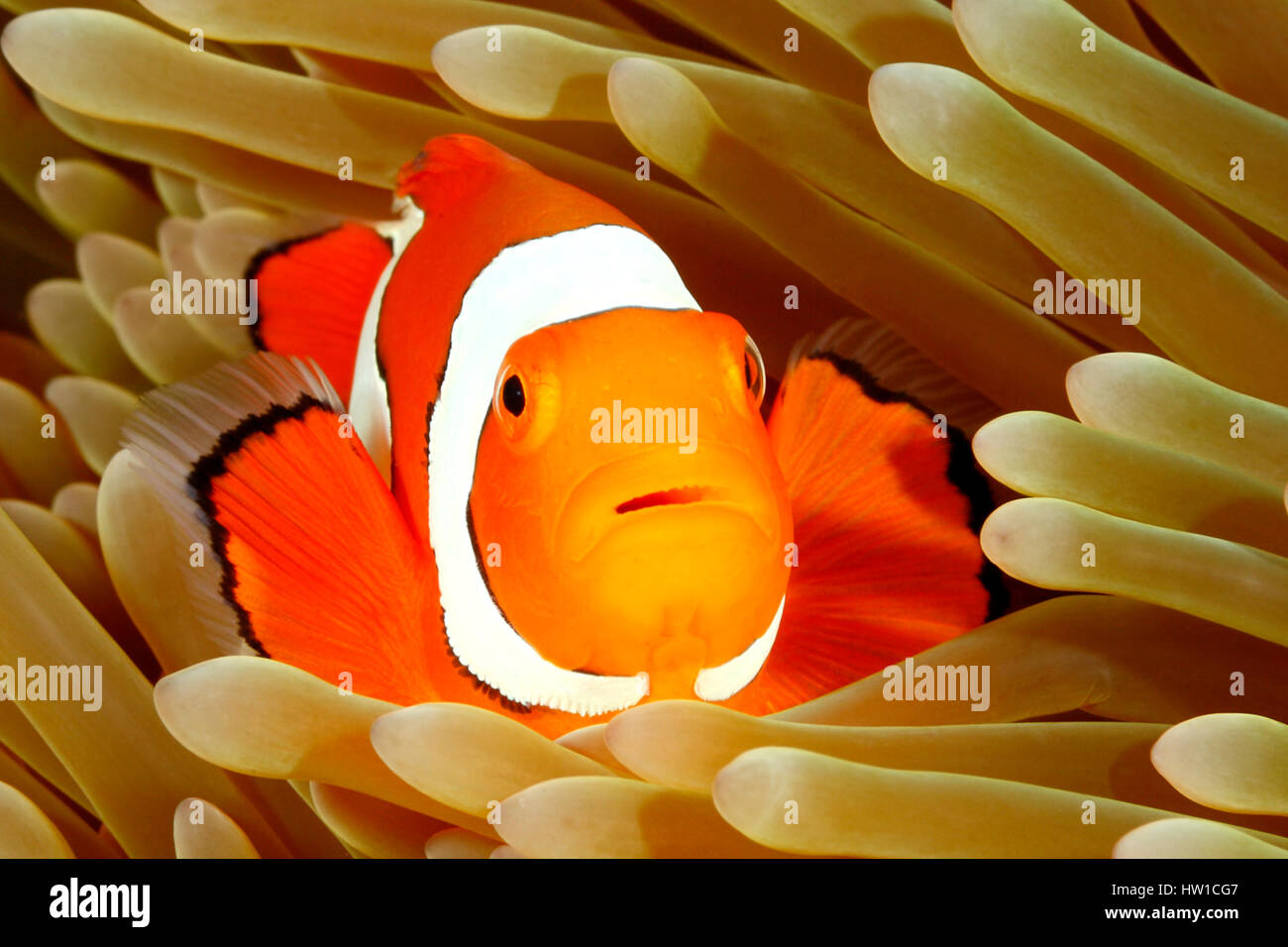 Clown Anemonefish, Amphiprion percula, swimming among the tentacles of its anemone home. Uepi, Solomon Islands Stock Photo
