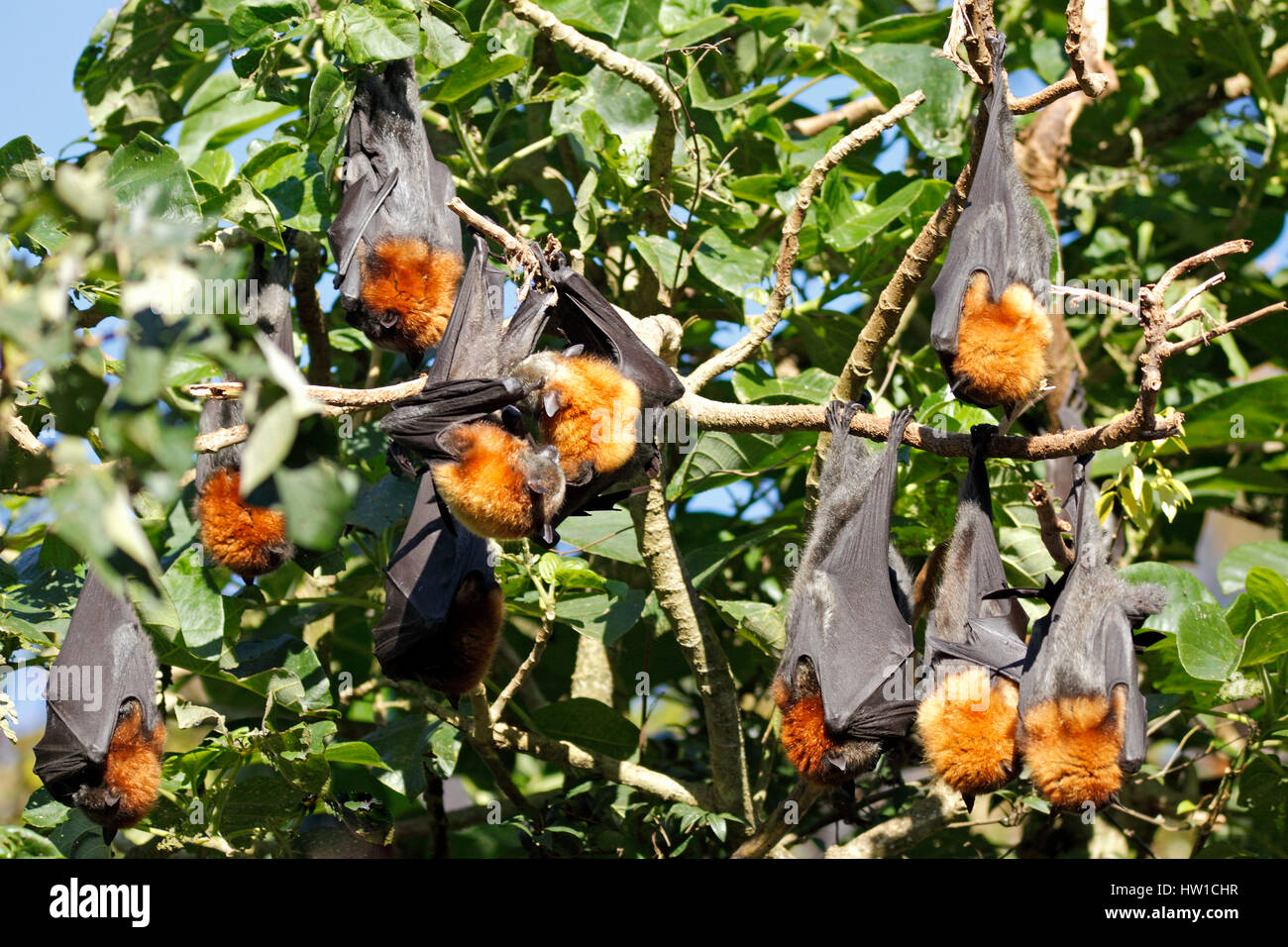 Grey Headed Flying Foxes, Pteropus poliocephalus. A colony roosting during the day. Bellingen Island, NSW, Australia. Stock Photo