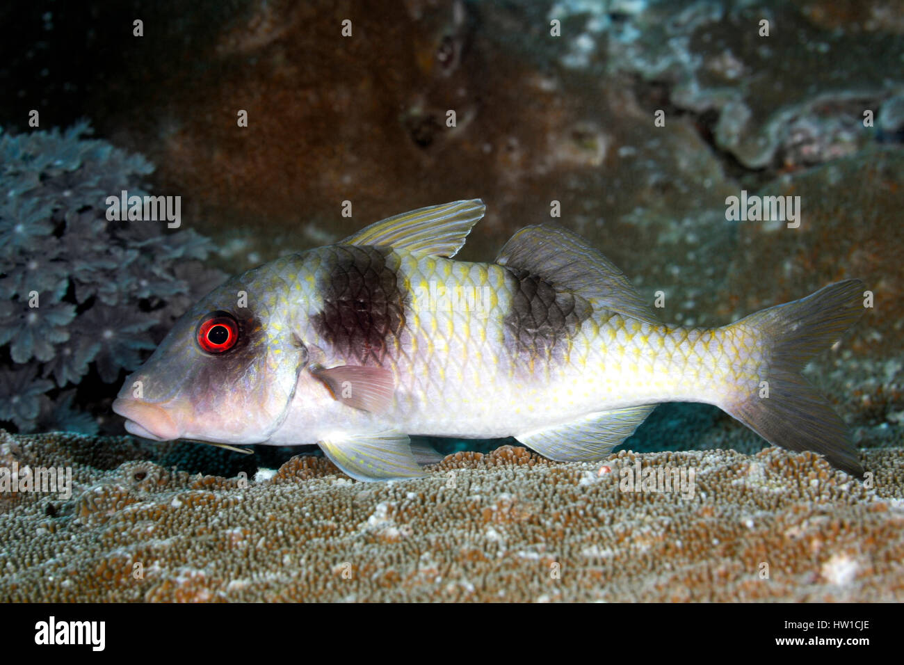 Doublebar or Two-Barred Goatfish, Parupeneus bifasciatus.This fish is resting on corals. Stock Photo