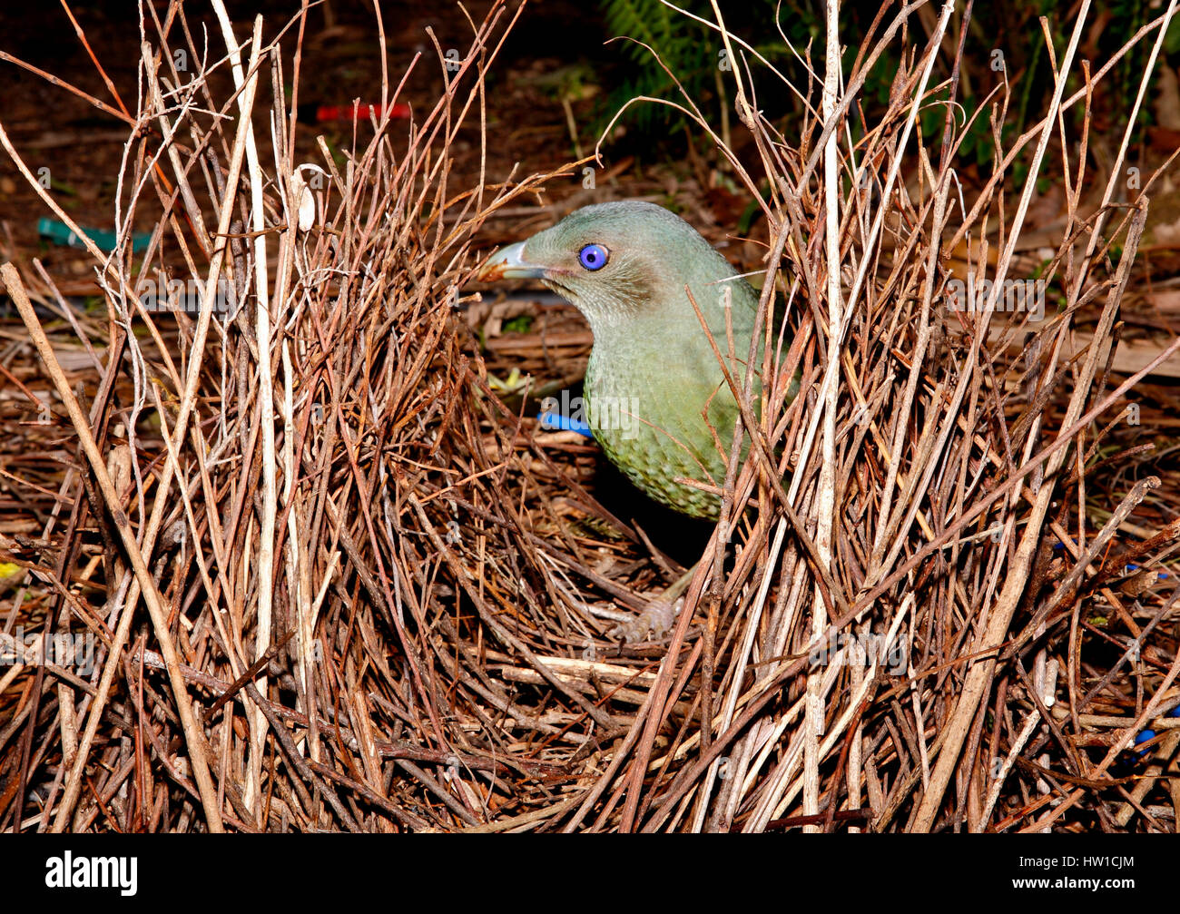 Satin bowerbird, Ptilonorhynchus violaceus, building its bower. An immature male. Stock Photo