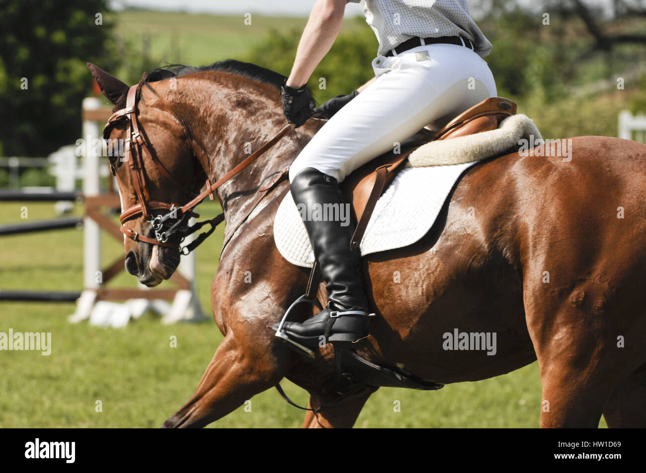 Horse legs                                , Pferdebeine Stock Photo