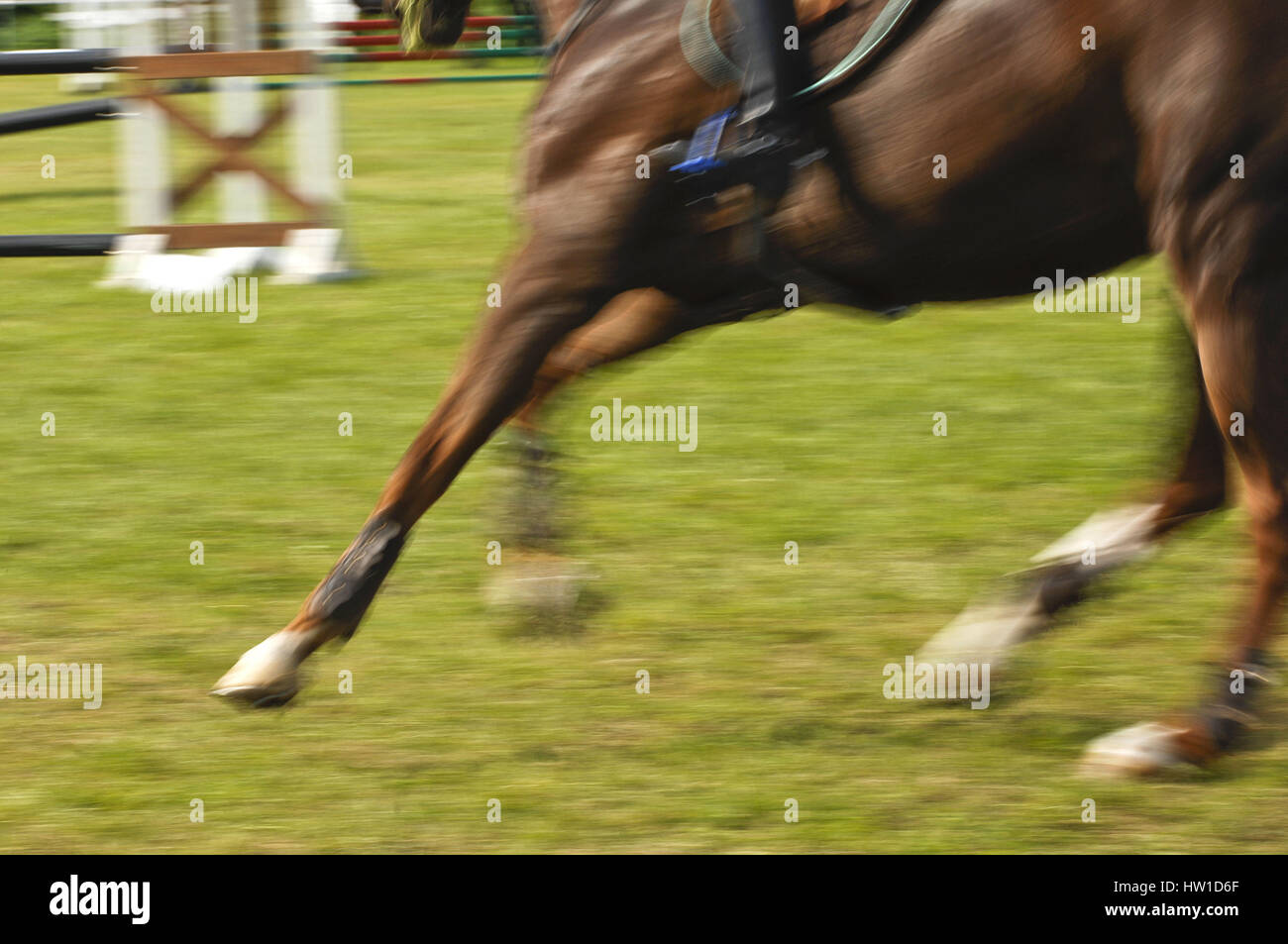 Horse legs                                , Pferdebeine Stock Photo