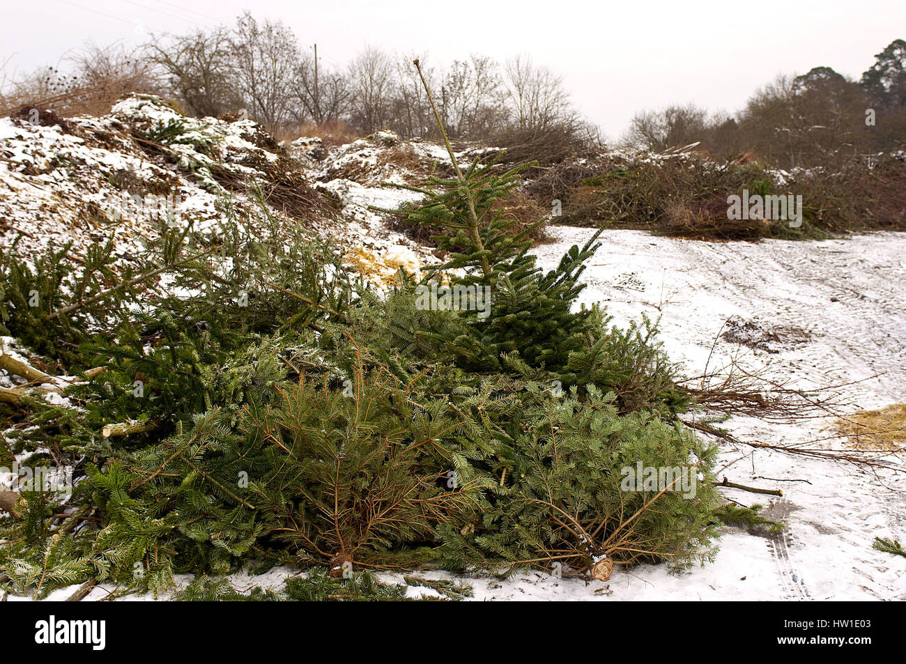 End of a Christmas tree, Ende eines Weihnachtsbaum Stock Photo