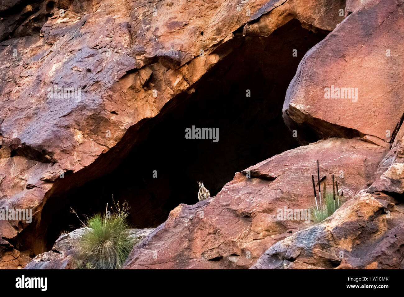 Yellow-footed Rock-wallaby (Petrogale xanthopus) Stock Photo