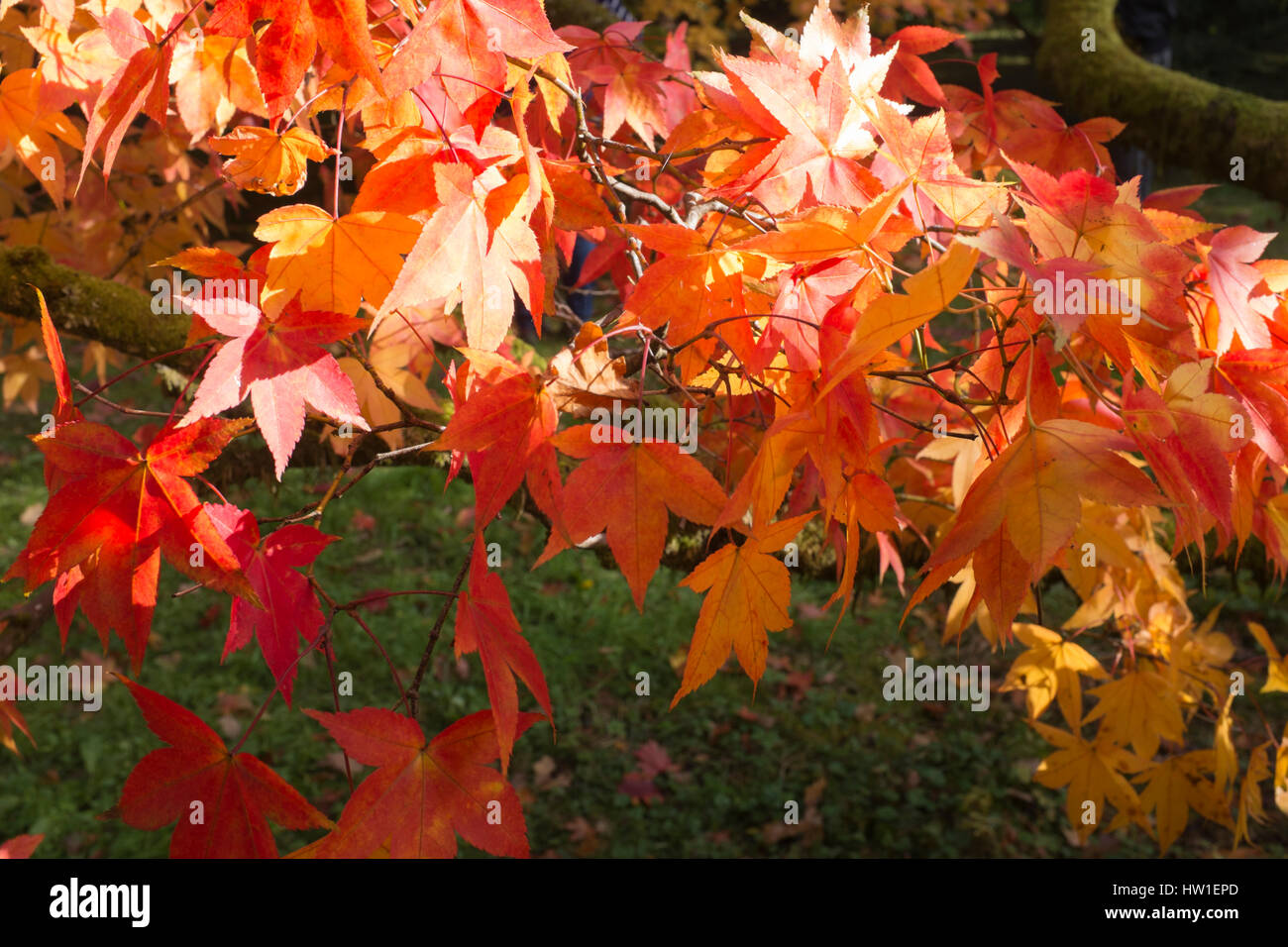 Trees and shrubs in Autumn colours at Westonbirt Arboreteum in
