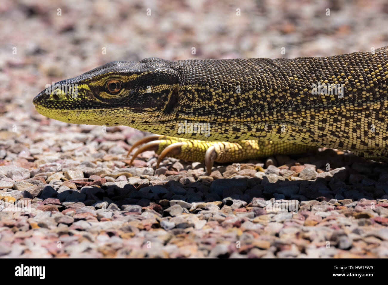 Yellowspotted Monitor (Varanus panoptes Stock Photo Alamy