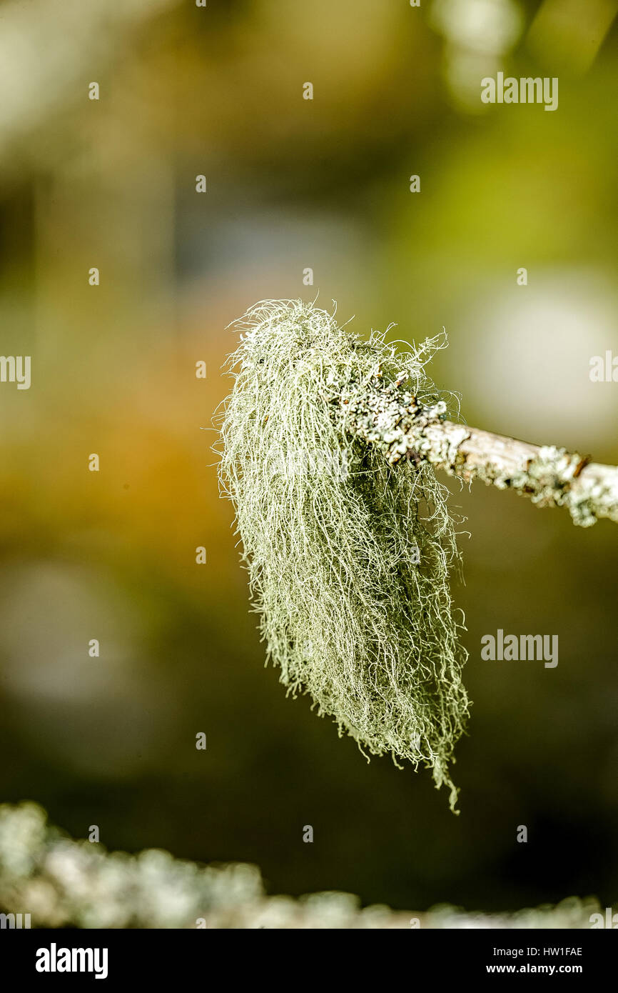 Green bunch of moss on a branch in a Winter forest Stock Photo