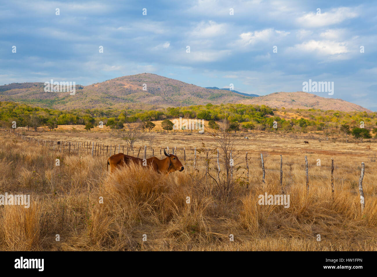 Typical cows on pasture on Trinidad countryside, Cuba Stock Photo