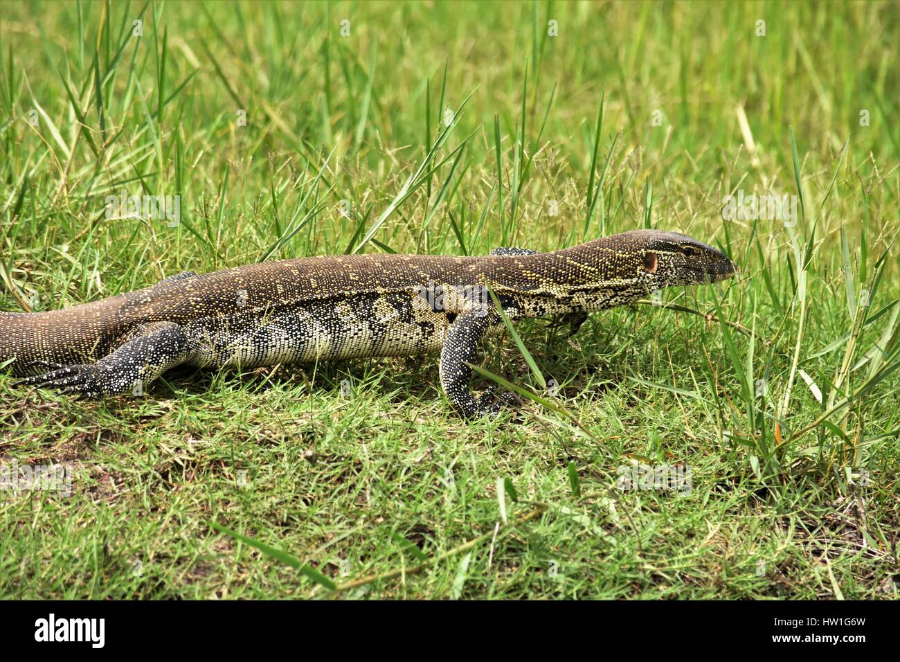 Monitor  lizard Stock Photo