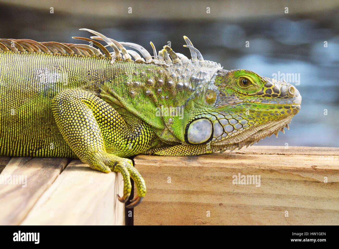 Iguana on the dock Stock Photo