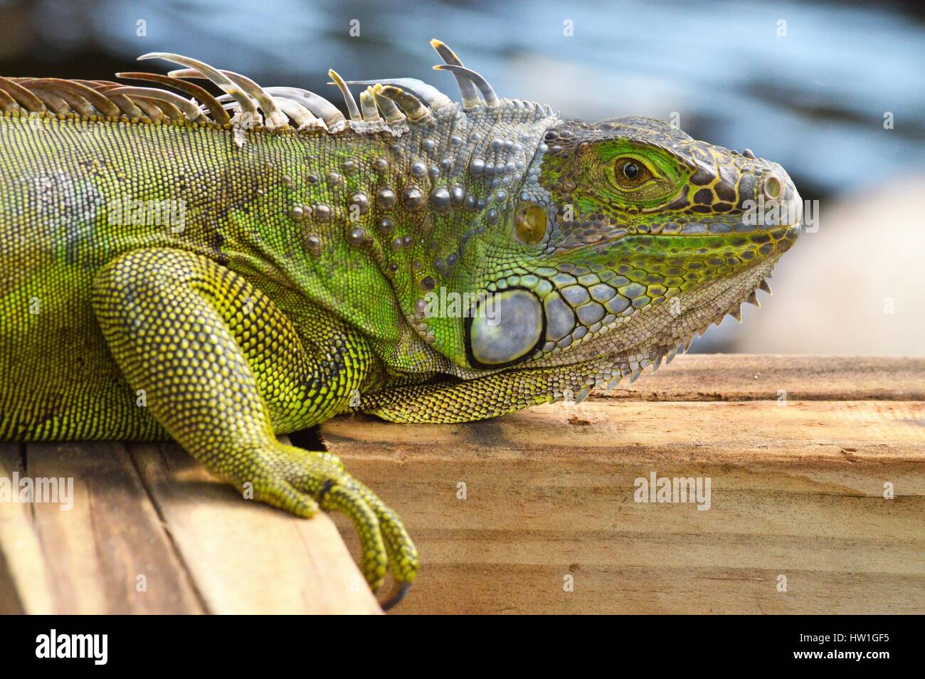 Iguana sunning on  the dock Stock Photo