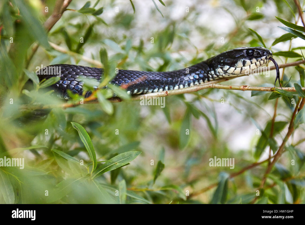 Grass snake in tree Stock Photo