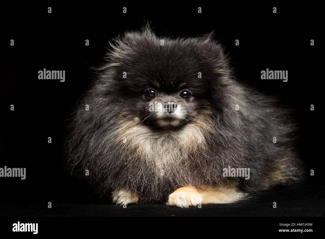The Black Dog Of The Spitz Is Lying Isolated On Black Stock Photo Alamy