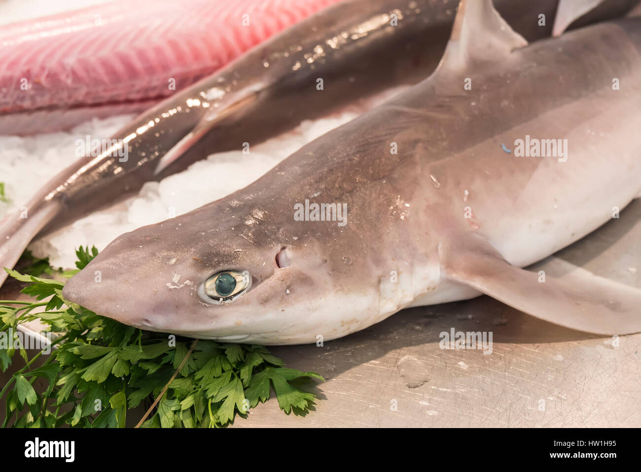 Shark on local market fishmonger Stock Photo