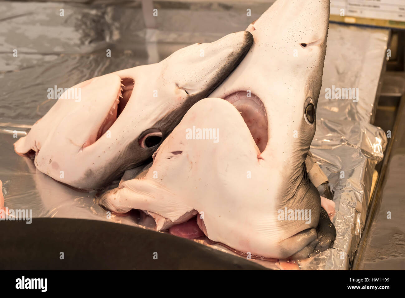 Shark heads on local market fishmonger Stock Photo