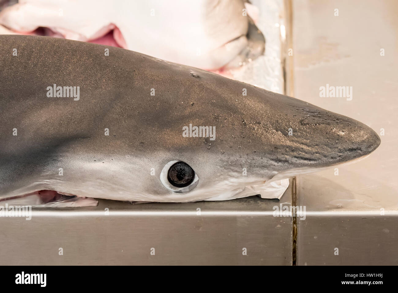 Shark on local market fishmonger Stock Photo
