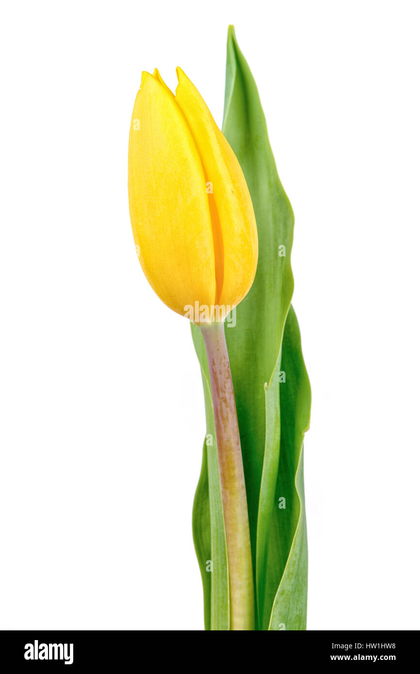 Yellow tulip isolated on a white background Stock Photo - Alamy