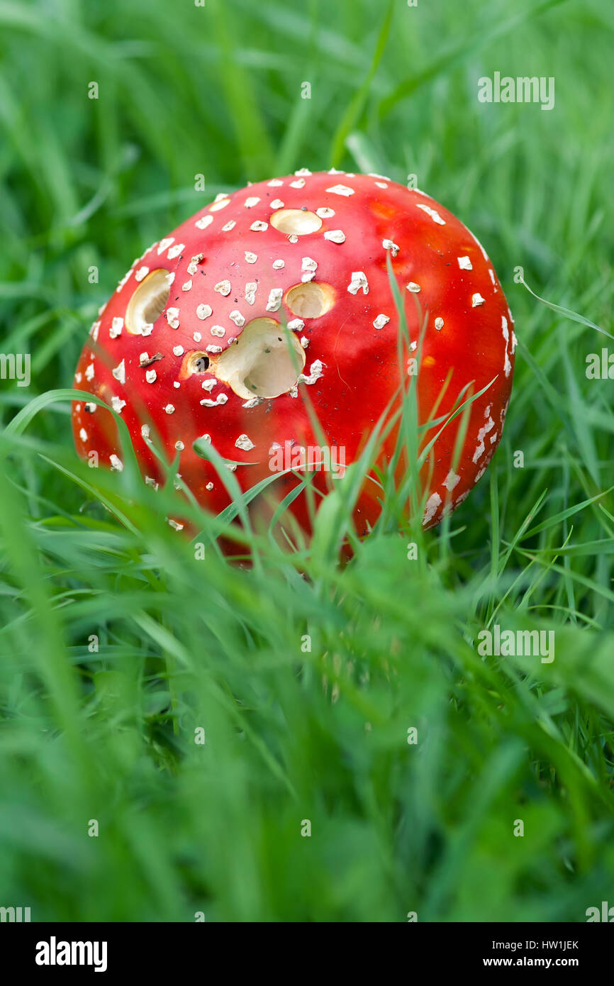 Detail of the Amanita Muscaria in green grass Stock Photo