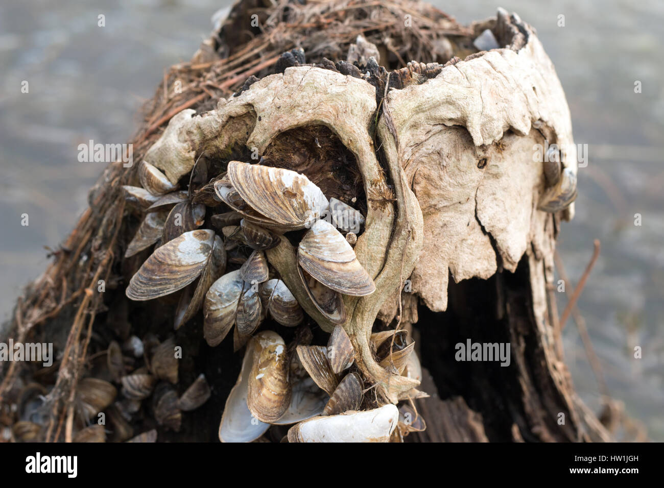 Freshwater clam hires stock photography and images Alamy
