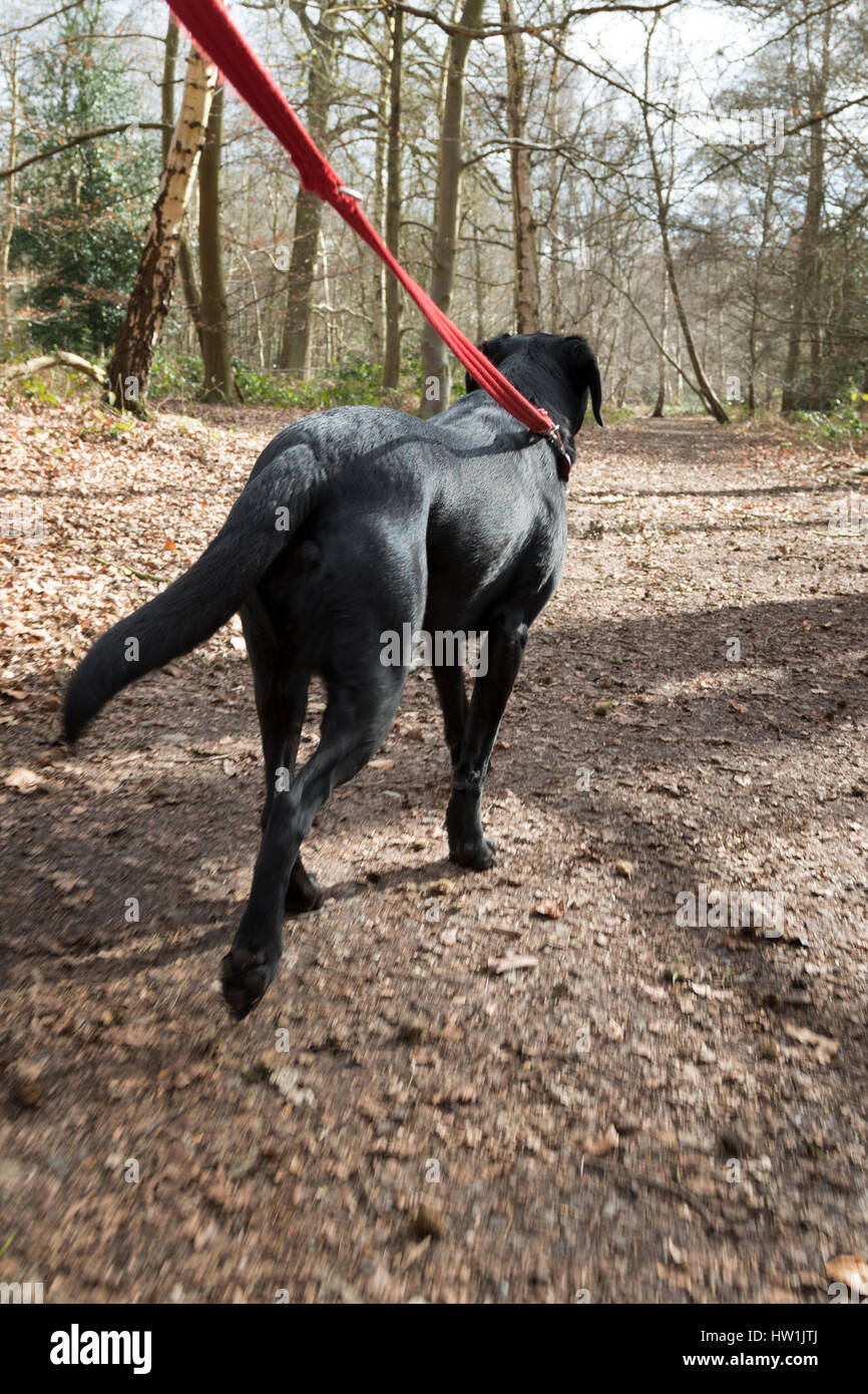 Female black labrador being walked on the lead in a forest. Stock Photo