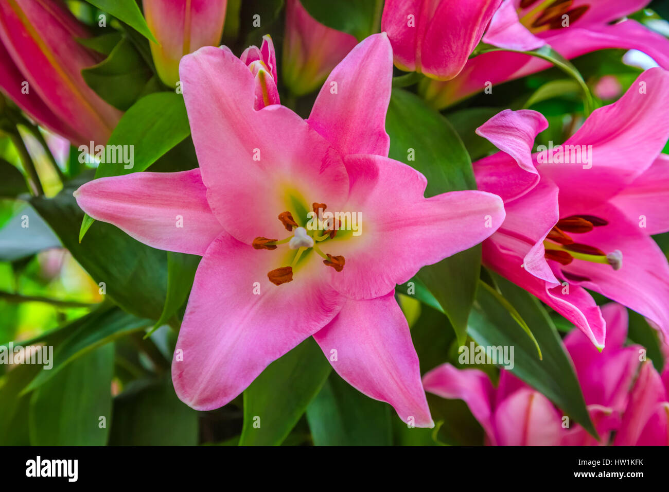 Beautiful big pink lily flower close-up Stock Photo