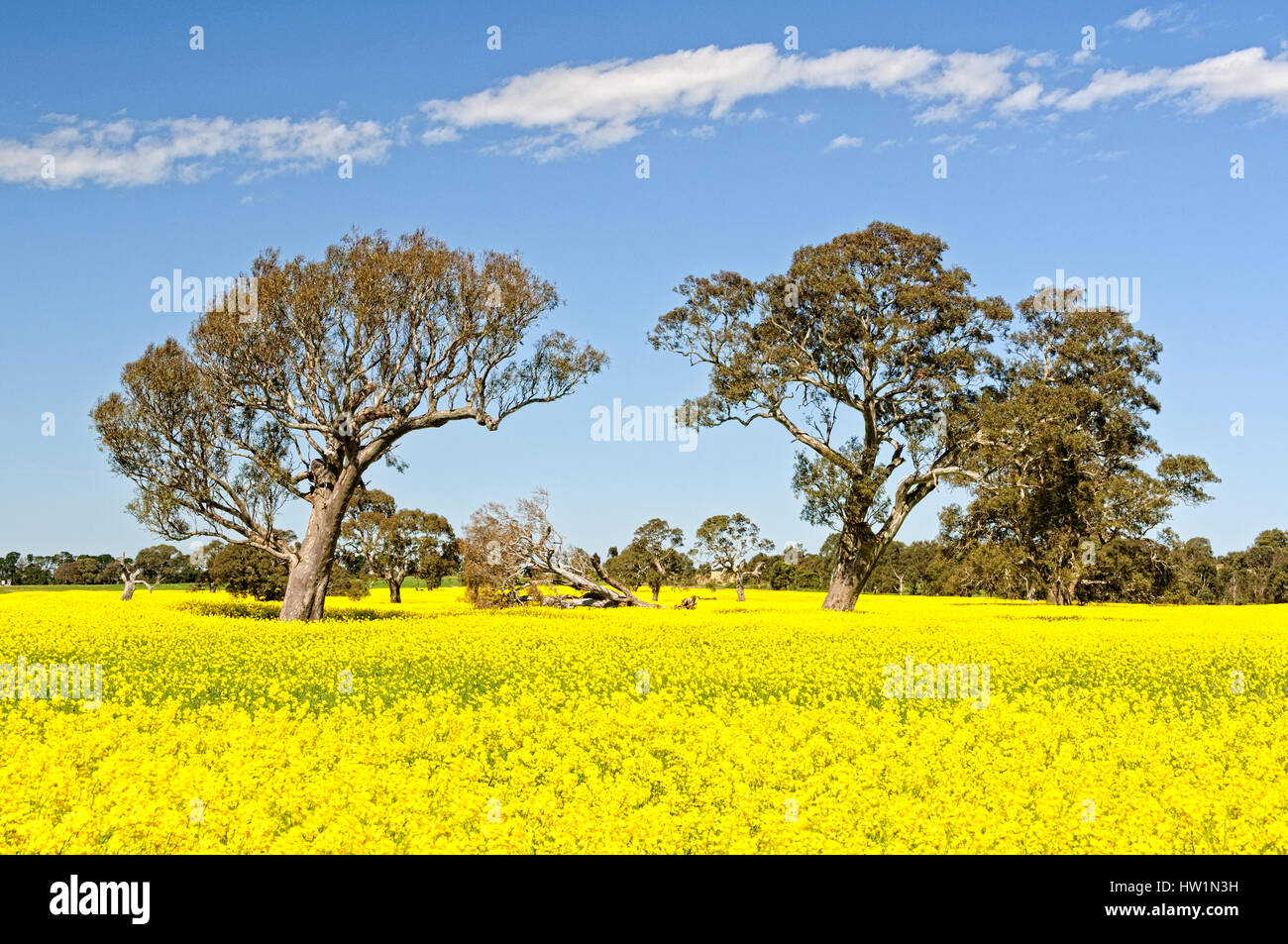Gum trees in a field of canola in the Grampians, Victoria, Australia Stock Photo