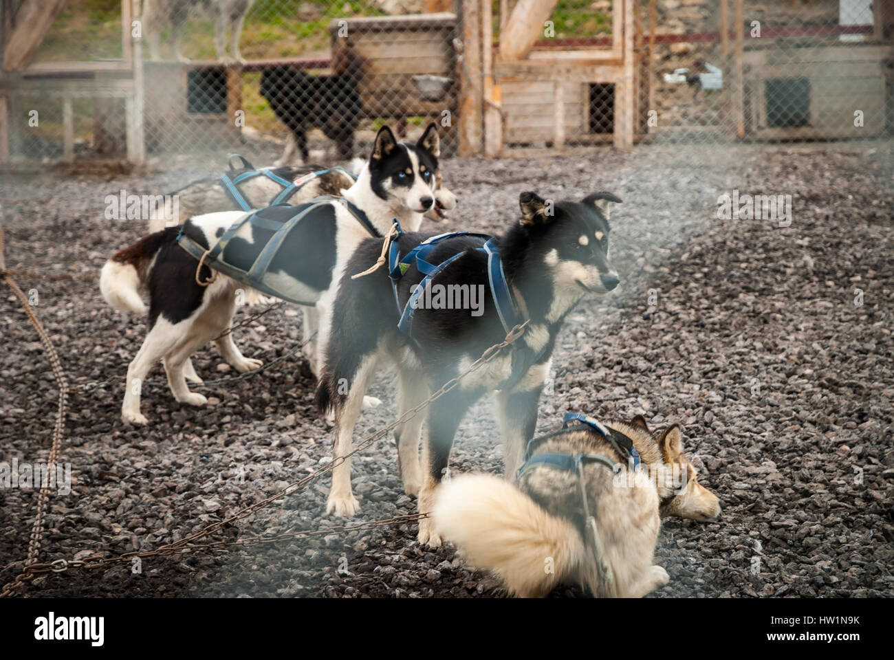 Sled dogs waiting in the kennel Stock Photo - Alamy