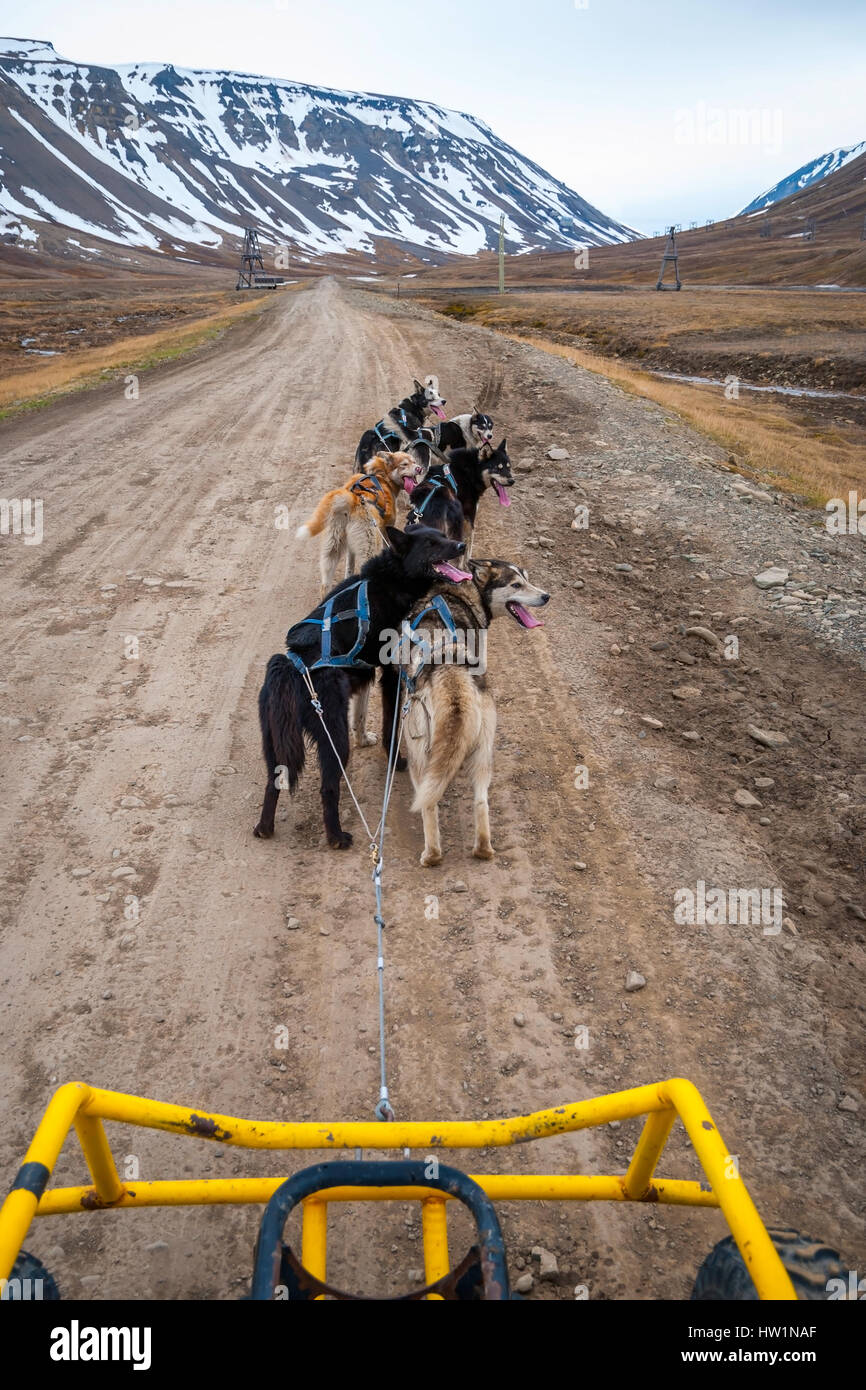 Dog sledding in summer in Svalbard, Arctic, first person perspective
