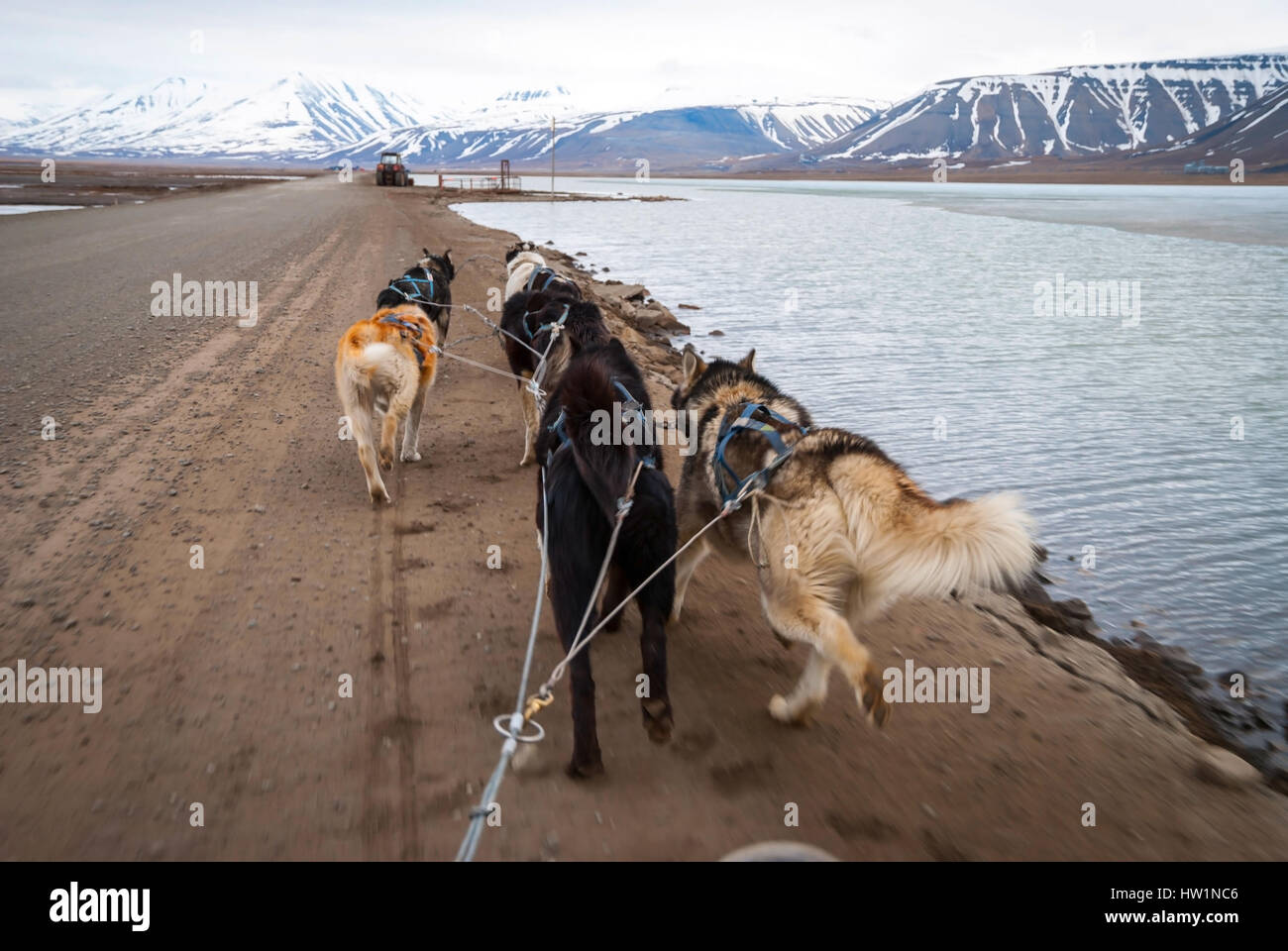 Dog sledding in summer in Svalbard, Arctic, first person perspective