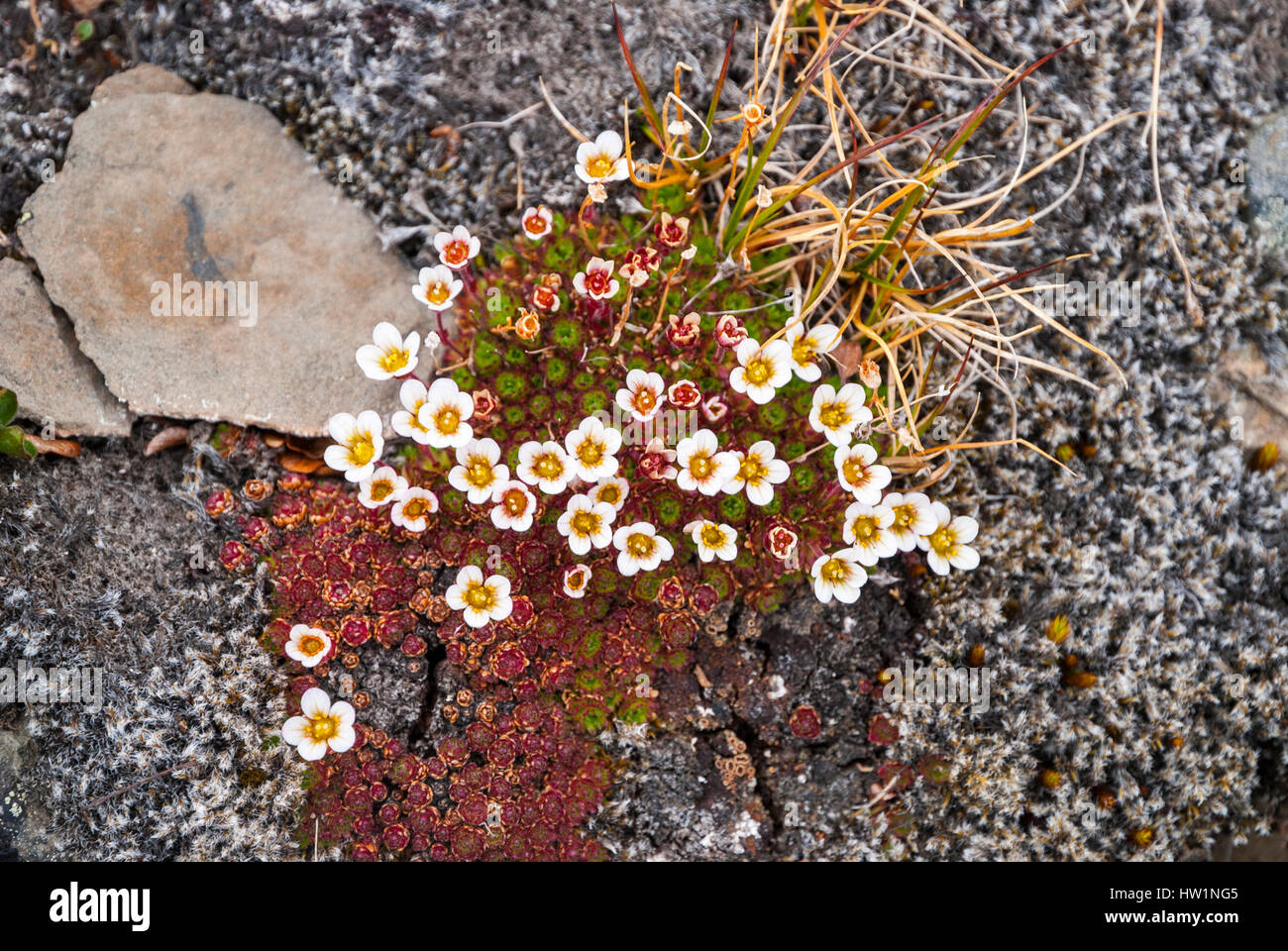 Tufted saxifrage blossoming, Svalbard, Norway Stock Photo