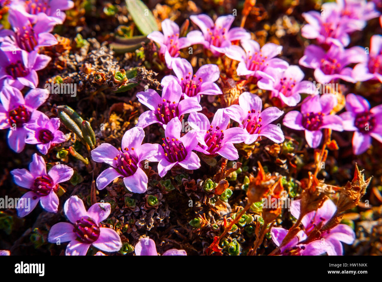 Purple saxifrage moss blossoming in the summer in arctic tundra Stock Photo