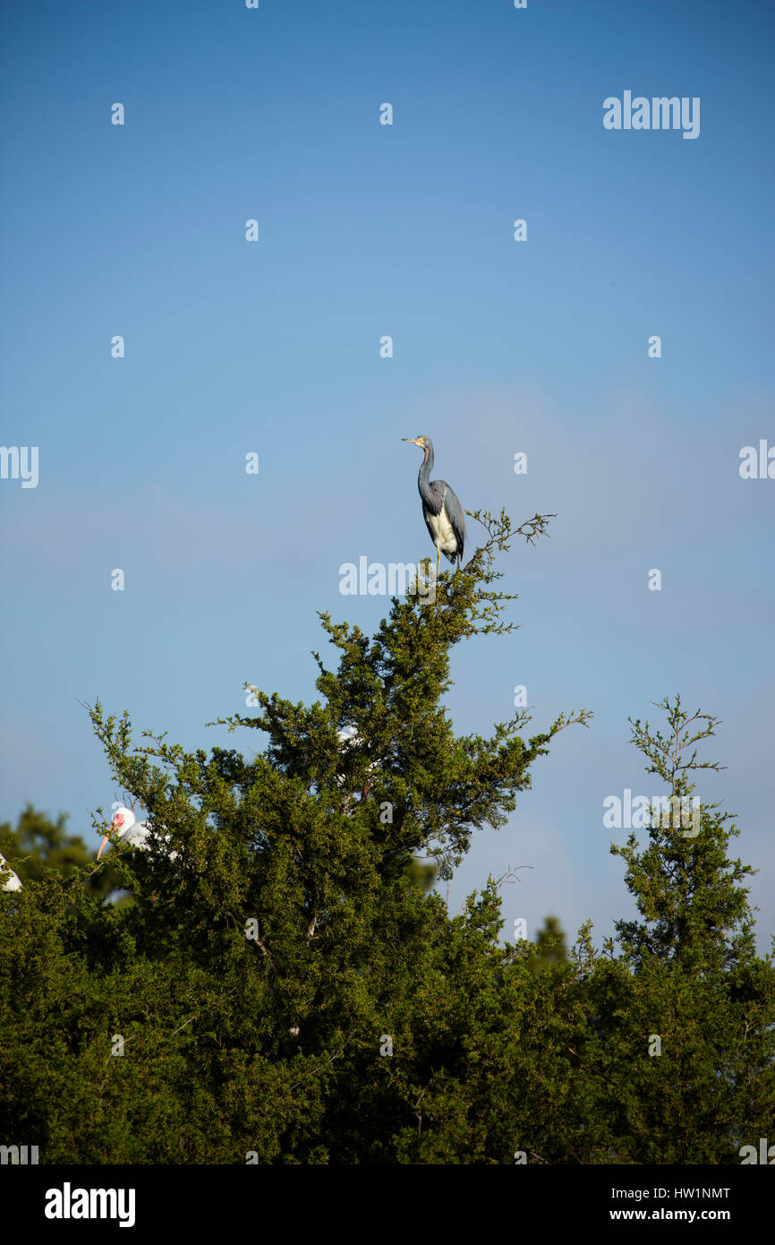 Tricolored heron  and white ibis perched in a tree, Merritt Island National Wildlife Refuge, FL Stock Photo