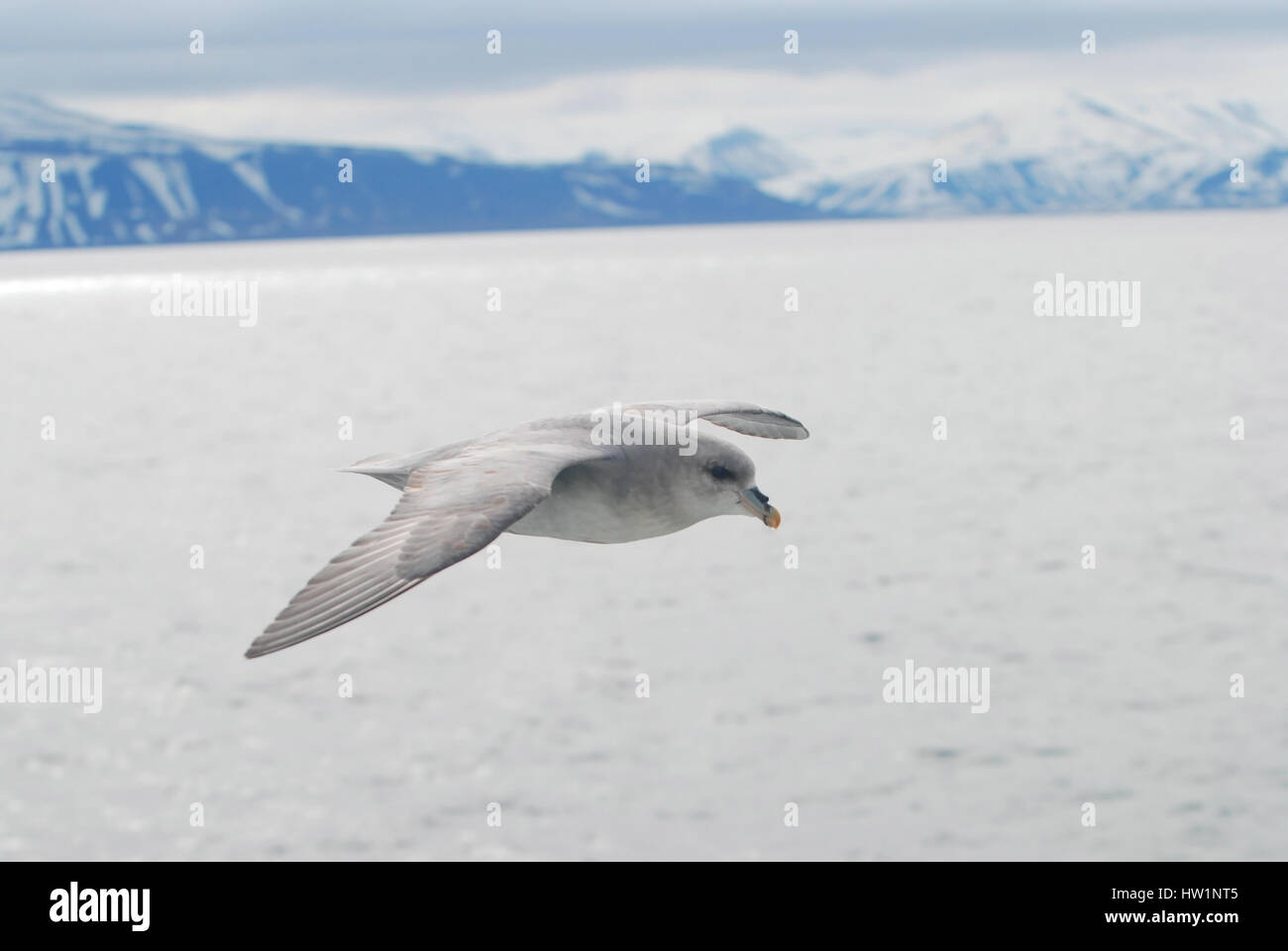 Northern arctic fulmar bird gliding over the arctic sea, Svalbard, Stock Photo