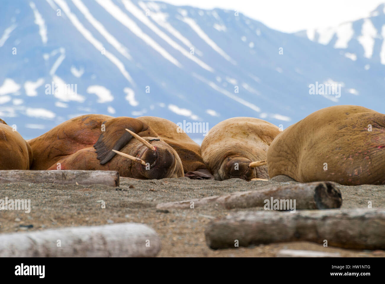 Walruses lying on the shore in Svalbard, Arctic Stock Photo