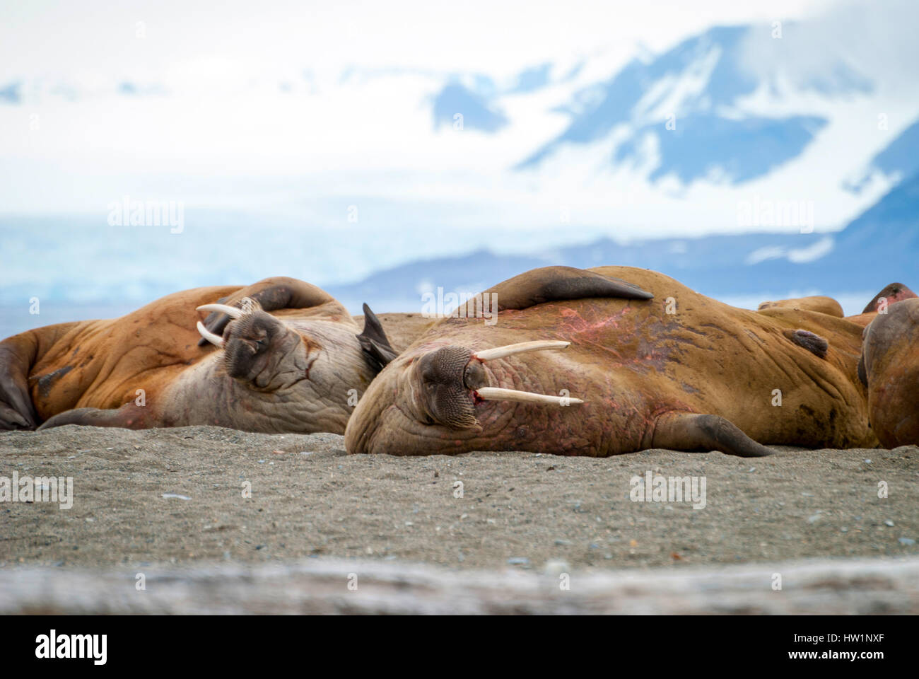 Walruses lying on the shore in Svalbard, Arctic Stock Photo