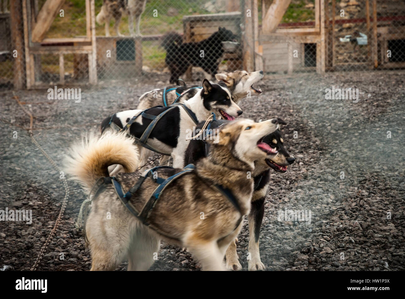 Sled dogs waiting in the kennel Stock Photo - Alamy