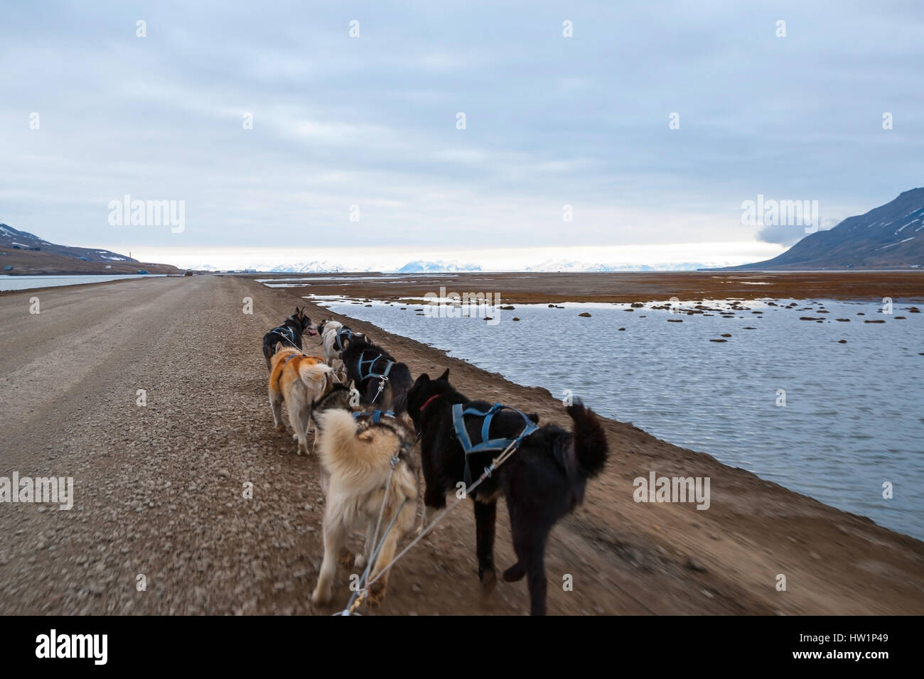 Dog sledding in summer in Svalbard, Arctic, first person perspective