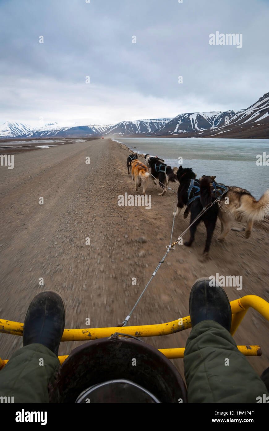 Dog sledding in summer in Svalbard, Arctic, first person perspective