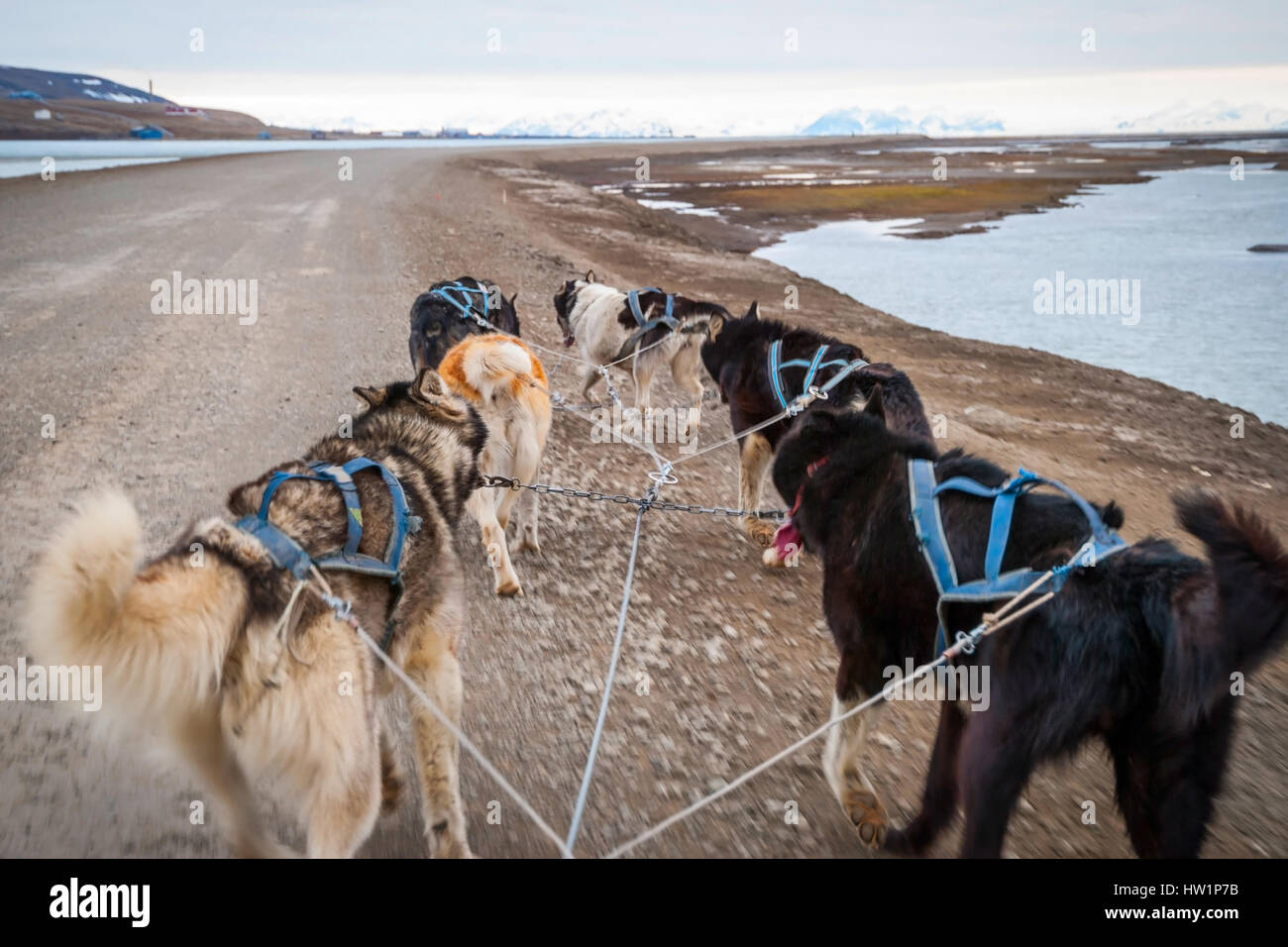 Dog sledding in summer in Svalbard, Arctic, first person perspective