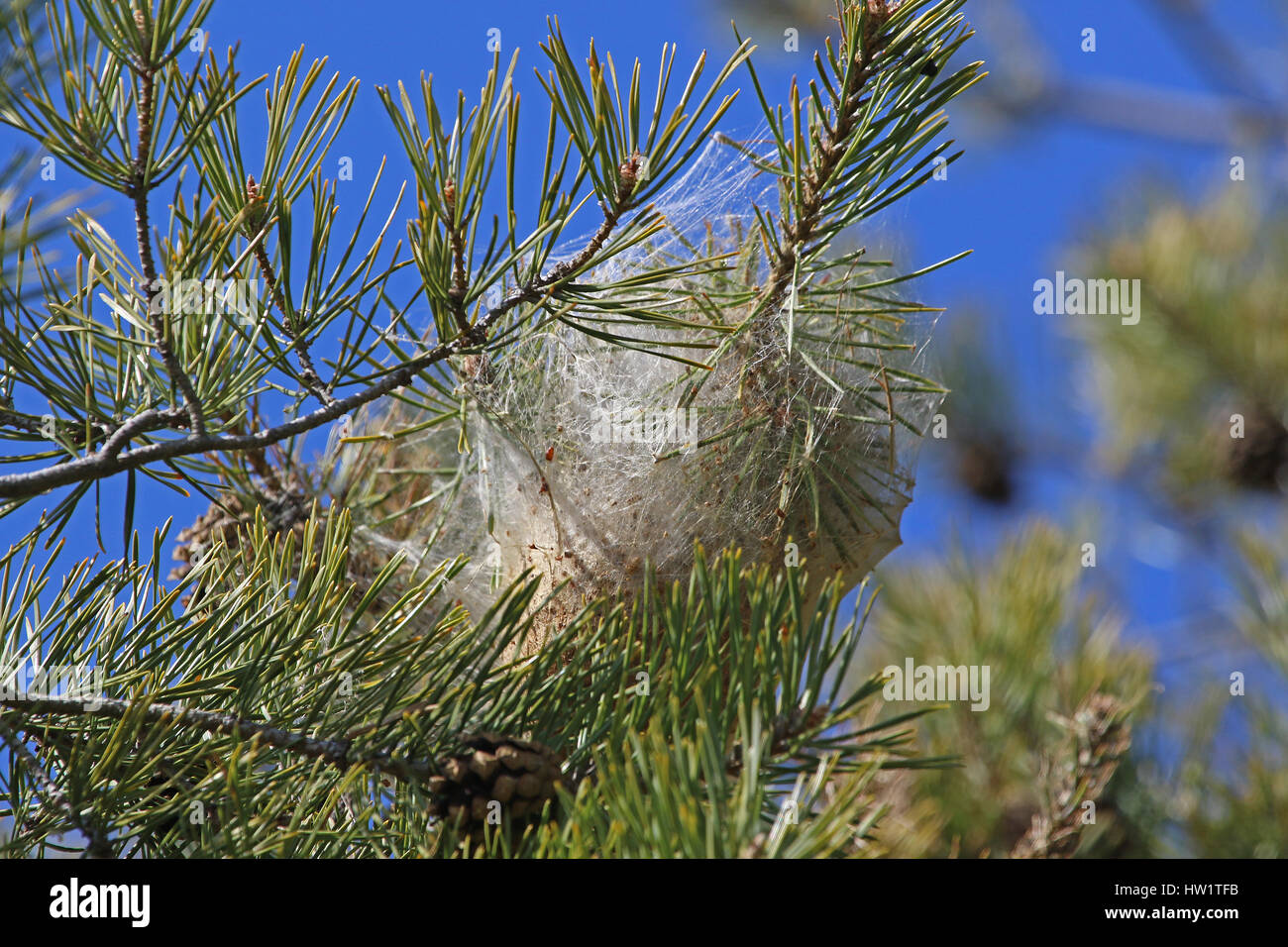 processionary caterpillar nest Latin name thaumetopoea pityocampa