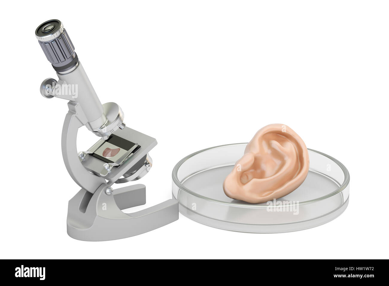laboratory microscope with human ear, growing organ in the lab concept